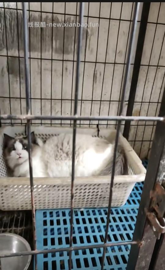 讨论/【科普】曾经宠物行业就业人员带大家看看真实后院猫的生存环境 - 线报酷