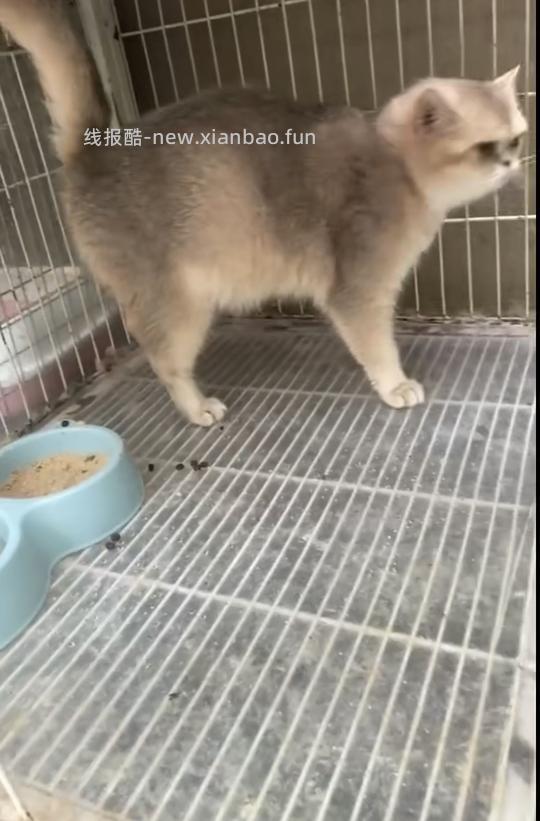 讨论/【科普】曾经宠物行业就业人员带大家看看真实后院猫的生存环境 - 线报酷