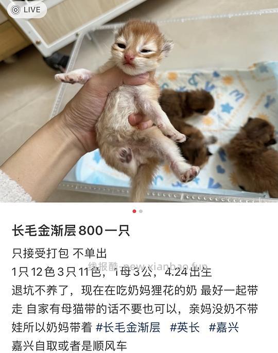 讨论/【科普】曾经宠物行业就业人员带大家看看真实后院猫的生存环境 - 线报酷