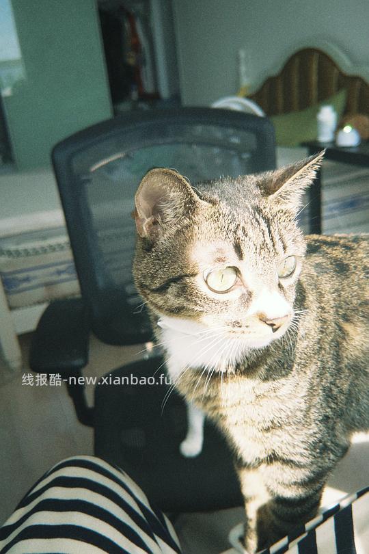 讨论/【科普】給貓做飯？很簡單！熟自製科普原創短篇小漫畫 - 线报酷