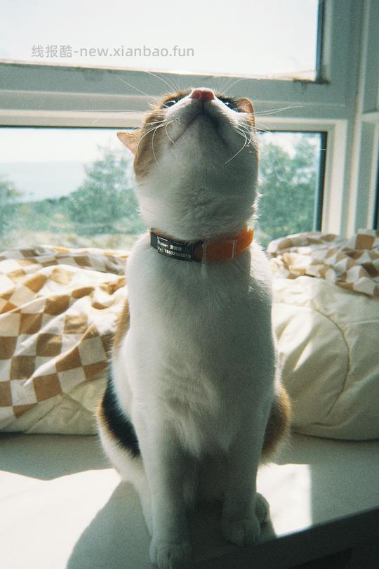 讨论/【科普】給貓做飯？很簡單！熟自製科普原創短篇小漫畫 - 线报酷