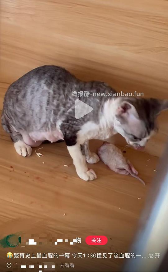 讨论/【科普】后院母猫繁殖血腥事件，慎入 - 线报酷