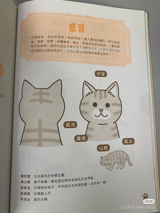 讨论/【科普】猫鼻支治疗相关经验分享 - 线报酷