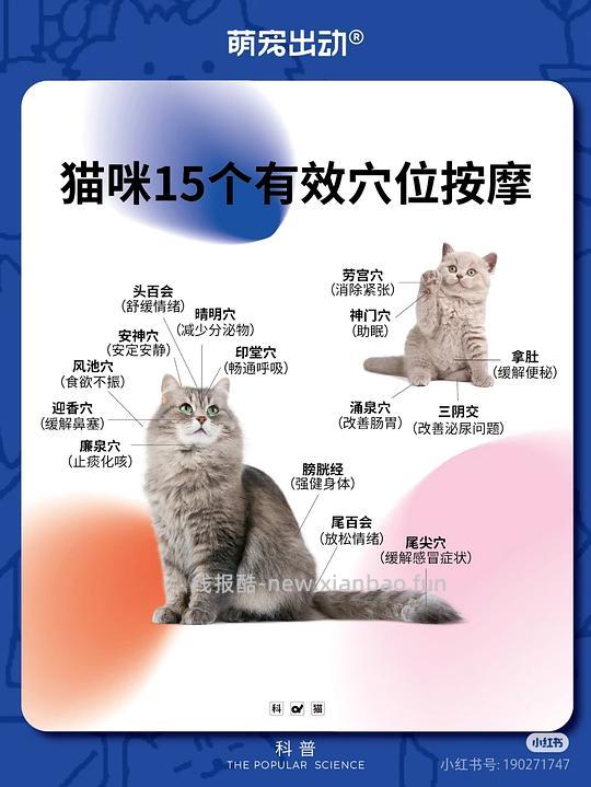 讨论/【科普】猫鼻支治疗相关经验分享 - 线报酷