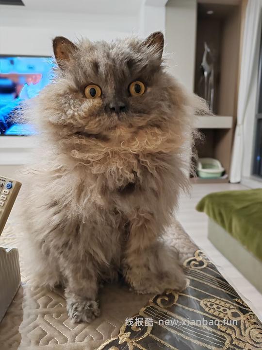 讨论/【科普】猫鼻支治疗相关经验分享 - 线报酷