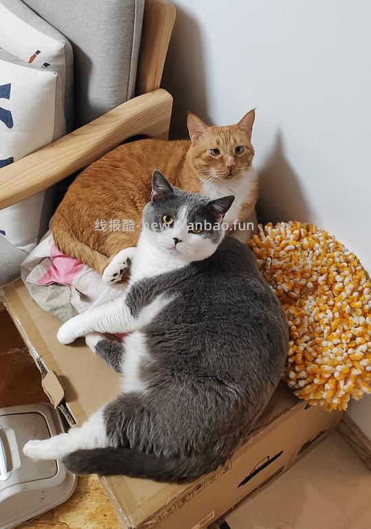 讨论/【科普】养猫省钱小妙招和好物推荐（欢迎补充☺️）【如有搬运，需本人同意】 - 线报酷