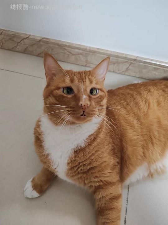 讨论/【科普】养猫省钱小妙招和好物推荐（欢迎补充☺️）【如有搬运，需本人同意】 - 线报酷