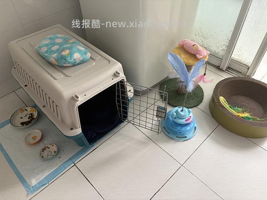 【科普】捡到一只小流浪怎么办！新猫到家干货省流贴！ - 线报酷