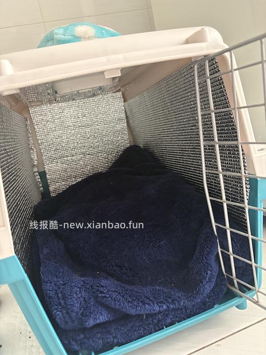 【科普】捡到一只小流浪怎么办！新猫到家干货省流贴！ - 线报酷