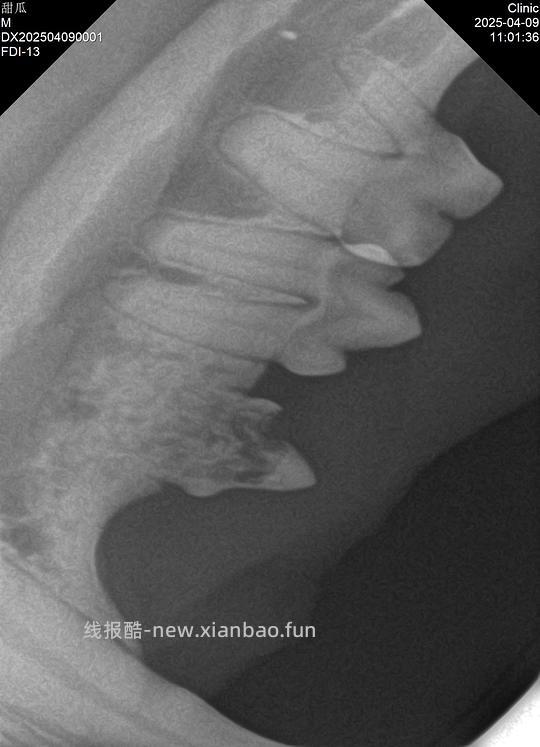 讨论/【科普】八岁小猫牙吸收 拔牙经验分享 - 线报酷