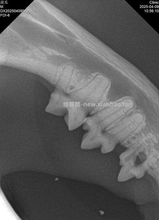 讨论/【科普】八岁小猫牙吸收 拔牙经验分享 - 线报酷