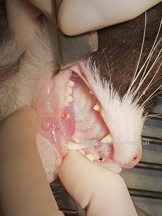 讨论/【科普】八岁小猫牙吸收 拔牙经验分享 - 线报酷