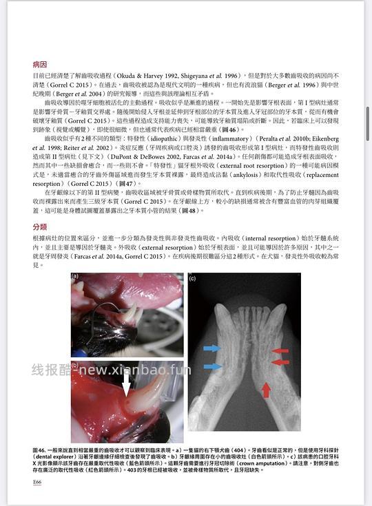 讨论/【科普】八岁小猫牙吸收 拔牙经验分享 - 线报酷