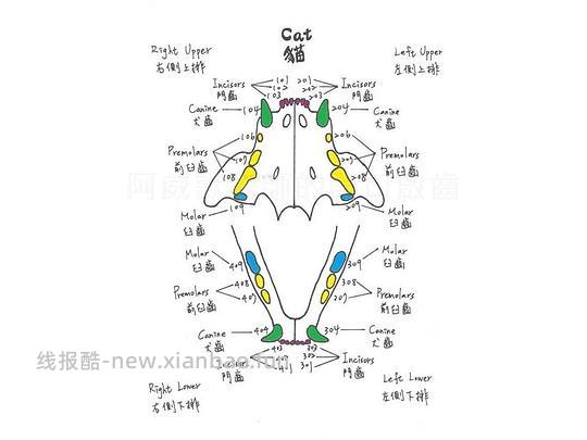 讨论/【科普】八岁小猫牙吸收 拔牙经验分享 - 线报酷
