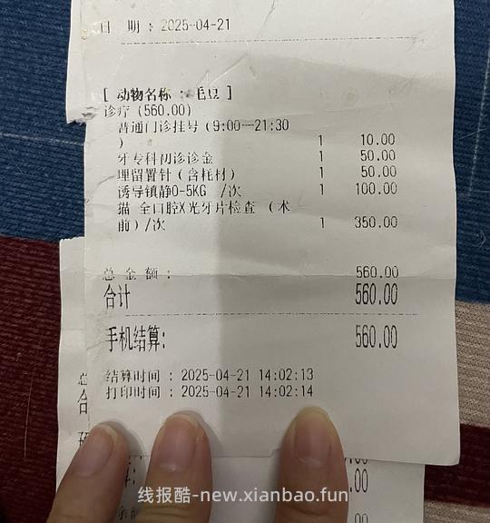 讨论/【科普】八岁猫全口拔牙记录 - 线报酷