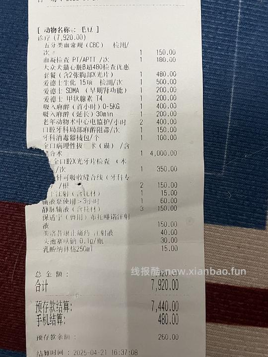 讨论/【科普】八岁猫全口拔牙记录 - 线报酷