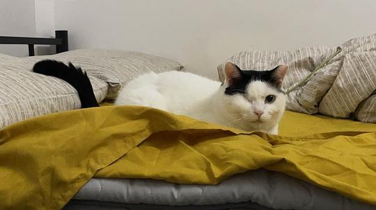 讨论/【科普】八岁猫全口拔牙记录 - 线报酷