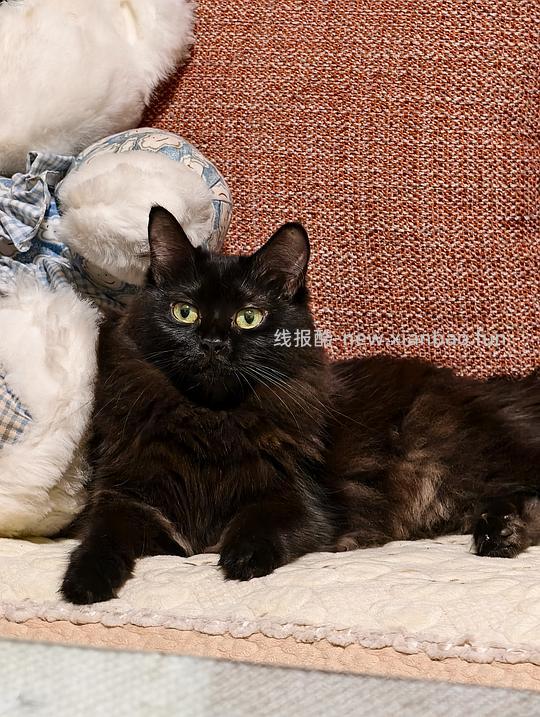 bixbi冻干123.4 - 线报酷