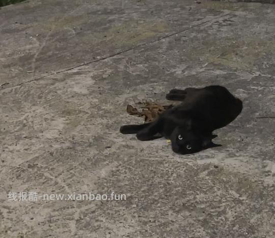 VE鸡牛冻干肉饼86块钱226g，好日期 - 线报酷