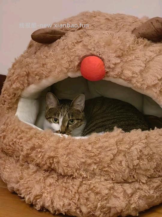 zeze蒙古包麋鹿猫窝44r左右（主楼更新有货地区） - 线报酷