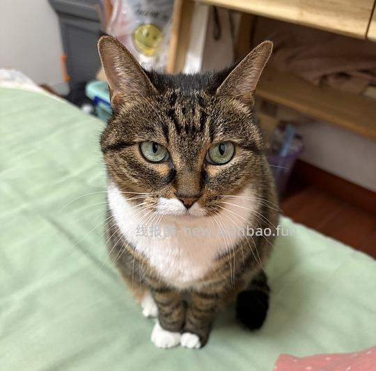 简单车百利无谷鸡220（26.5到期）需88vip - 线报酷