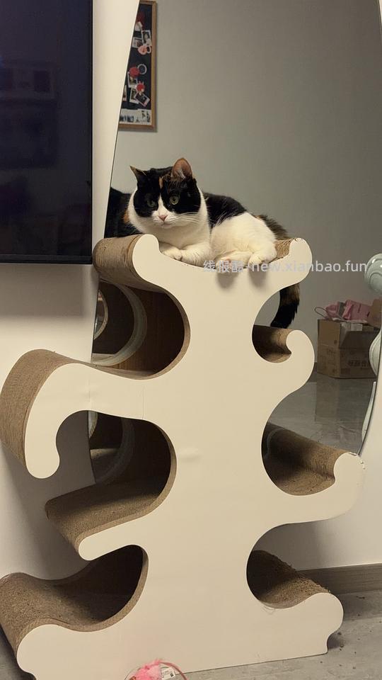 诚实一口P40猫粮12kg8袋💰不到300 - 线报酷