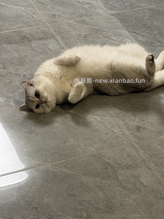 诚实一口P40猫粮12kg8袋💰不到300 - 线报酷