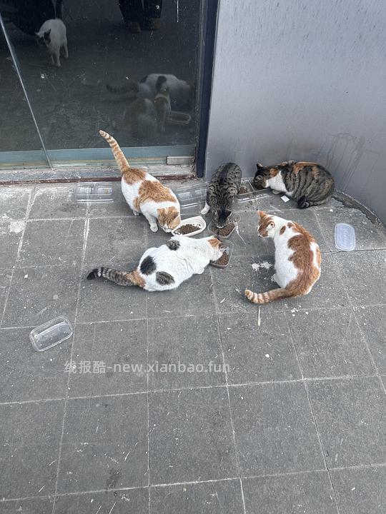 流浪猫猫粮！ - 线报酷