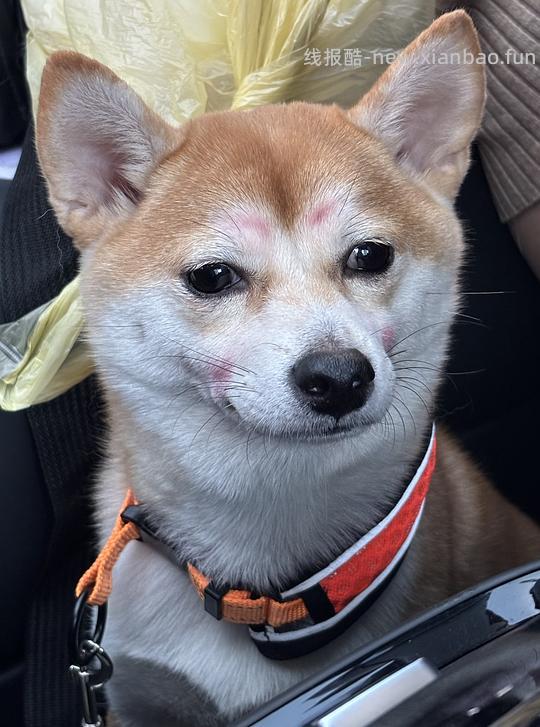 圣农鸡胸肉12斤55，折一斤4.6，量大⚠️ - 线报酷