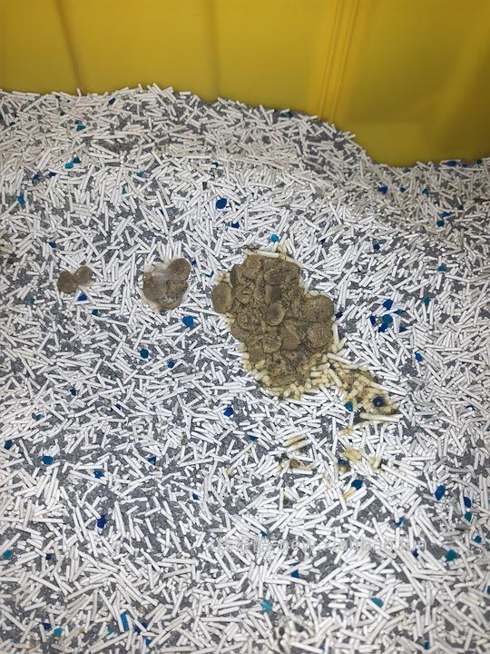 15磅金素237块-12月31日更新：小猫吃了呕吐 - 线报酷