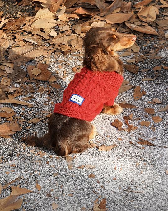 zeze宠物红色毛衣，貌美，16左右 - 线报酷