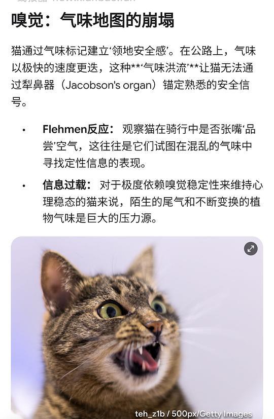 讨论/【科普】猫眼里看到的世界和猫并不想看的世界💁🏻请停止幻想，猫不需要这些 - 线报酷