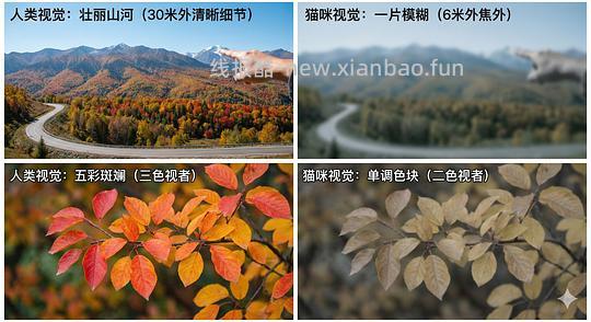 讨论/【科普】猫眼里看到的世界和猫并不想看的世界💁🏻请停止幻想，猫不需要这些 - 线报酷