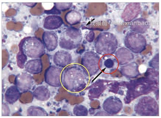 【科普】[养猫笔记08] 猫淋巴瘤（Feline Lymphoma）概述（1） - 线报酷