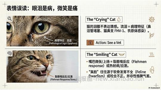 讨论/【科普】拟人化投射和科学指南 - 线报酷