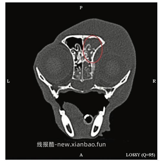 【科普】猫淋巴瘤概述（2） - 线报酷