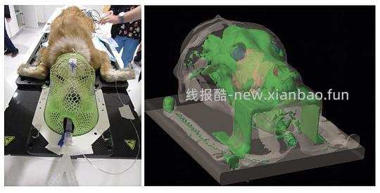 【科普】猫淋巴瘤概述（2） - 线报酷