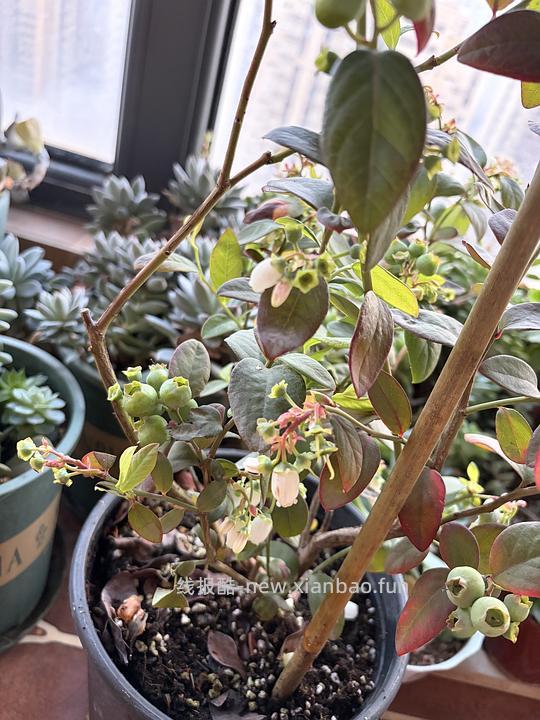 海蒂的花园蓝莓🫐盆栽17左右，果子很多 - 线报酷