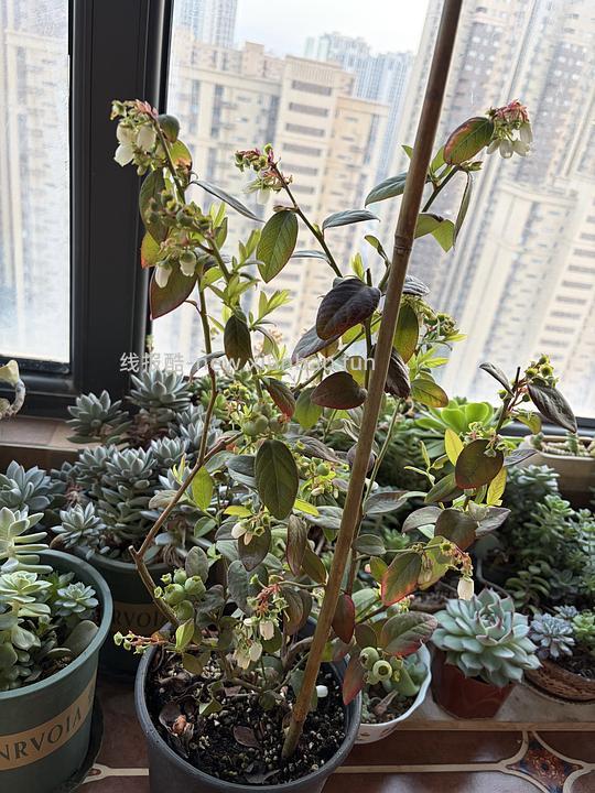 海蒂的花园蓝莓🫐盆栽17左右，果子很多 - 线报酷