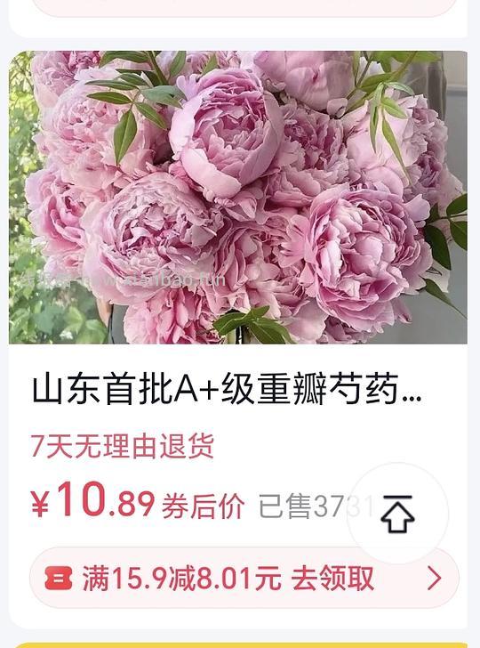 3.8买5支山东芍药 - 线报酷