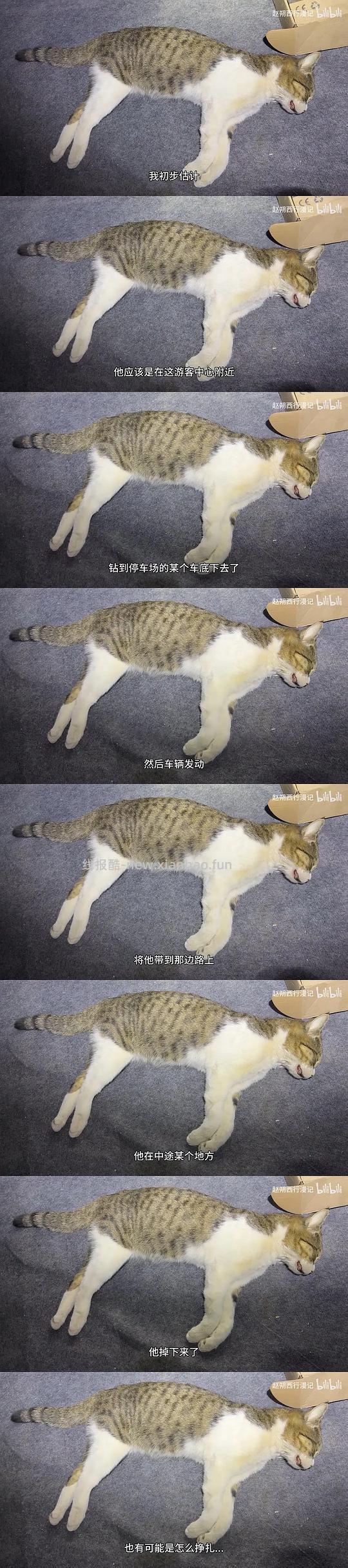 讨论/【科普】为什么在赵朔的叙事里悟空“必须”死于“抗凝血类老鼠药”？细思恐极 - 线报酷