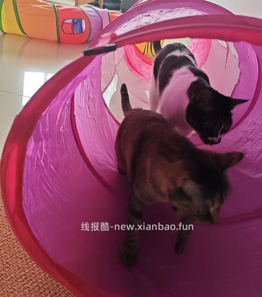 9.9超大猫隧道！小猫喜欢隧道的一定要买 - 线报酷