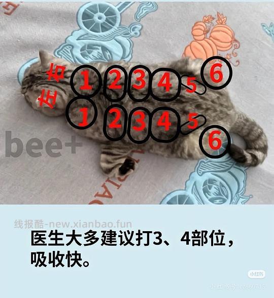 讨论/【科普】记录心肾综合征猫咪用药 - 线报酷