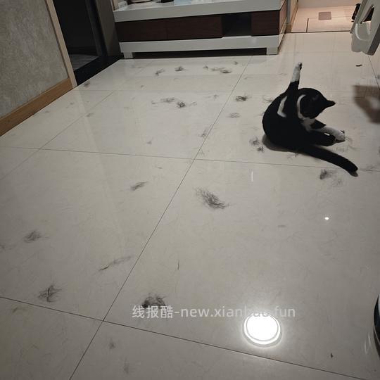 讨论/【科普】安利一种全新的梳毛工具 - 线报酷