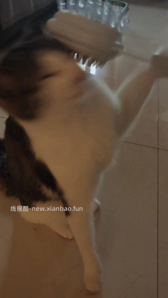 讨论/【科普】安利一种全新的梳毛工具 - 线报酷