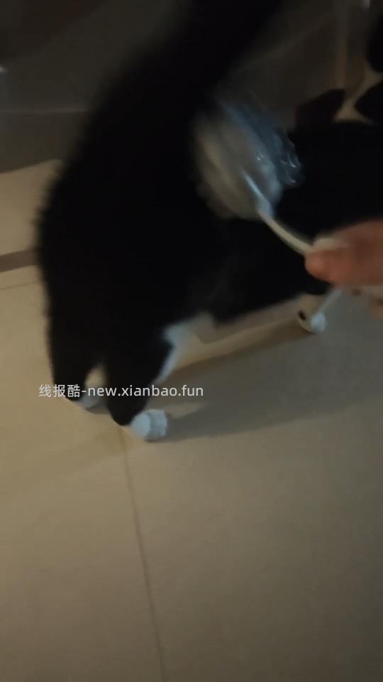 讨论/【科普】安利一种全新的梳毛工具 - 线报酷