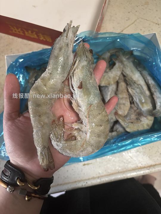 61三斤手掌大的虾 - 线报酷