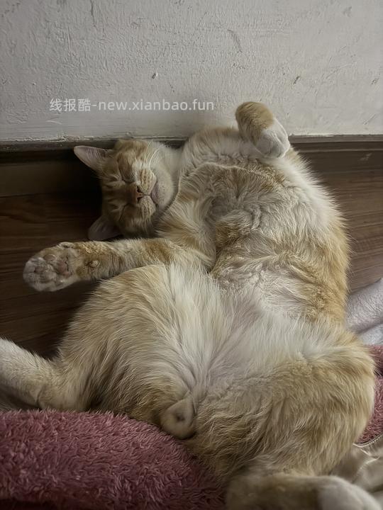 讨论/【科普】家里猫准备转熟自制/生骨肉要做哪些工作 - 线报酷