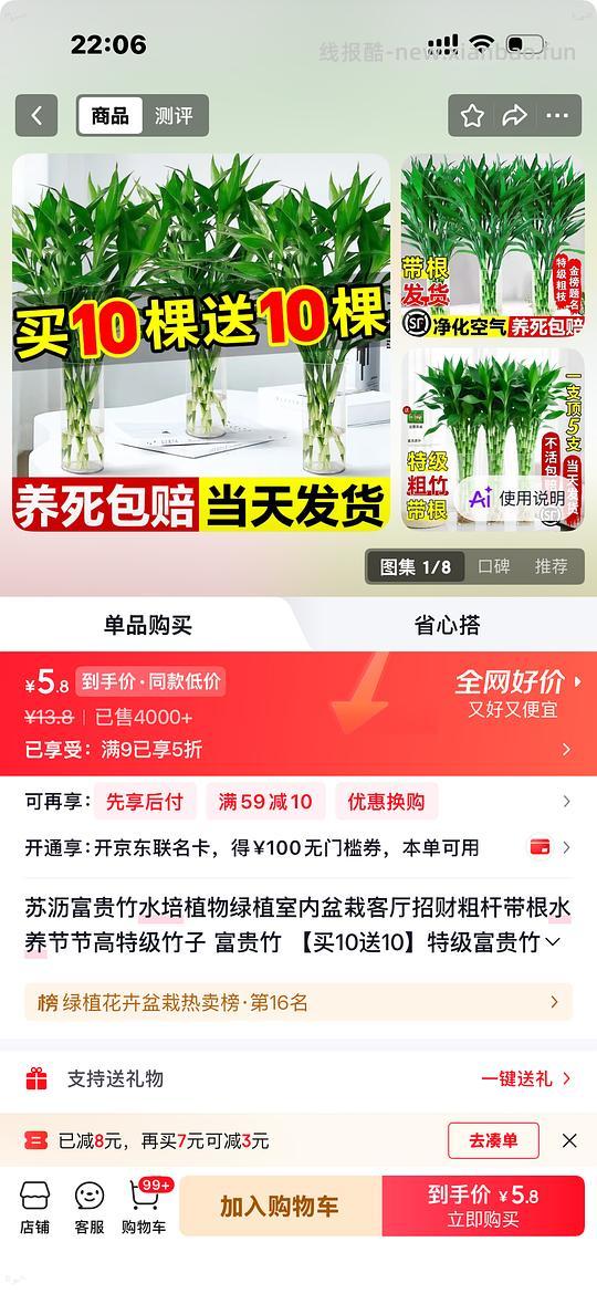 jd绿植五折。6元20支富贵竹 - 线报酷