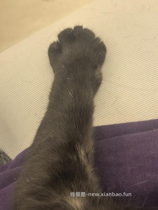 nulo猫罐头79g3r - 线报酷